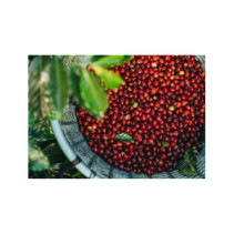 Výběrová zrnková káva Costa Rica - Coffee Limit 250g